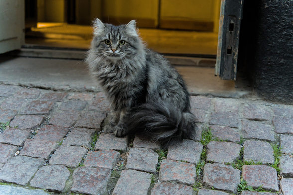 A photo of Cleopatra, a very floofy grey tabby cat, sitting on the cobblestones outside of a doorway (to the store) from which warm light emerges into the early twilight on the street. She is sitting sideways to the camera with her tail wrapped mostly around her side, but she looks directly at the camera with, let's say... mild interest.