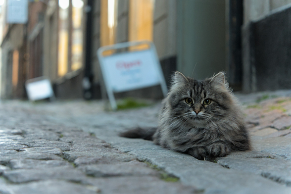 Another photo of Cleopatra, lying relaxedly outside on the cobbestones, looking at the camera with a neutral expression, her floofy tail partially visible behind her.
The shot also looks up the street a bit, showing the warmly lit windows of the store, though strongly out of focus.