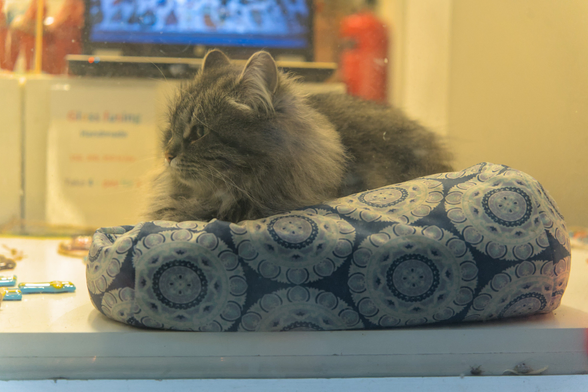 A photo of Cleopatra, now inside the store (but shot from the outside), she is resting on a cat bed placed right next to the stores window, looking off to the camera left.
