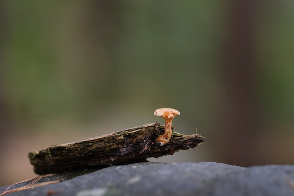 A small orange mushroom grows from a piece of wood, resting on a rock, with a soft-focus green background.