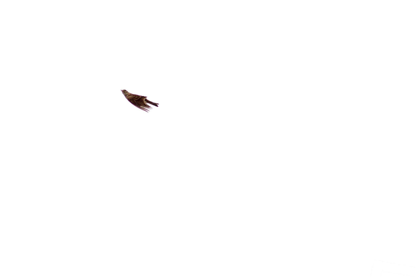 A Skylark flying in a swooping motion. 