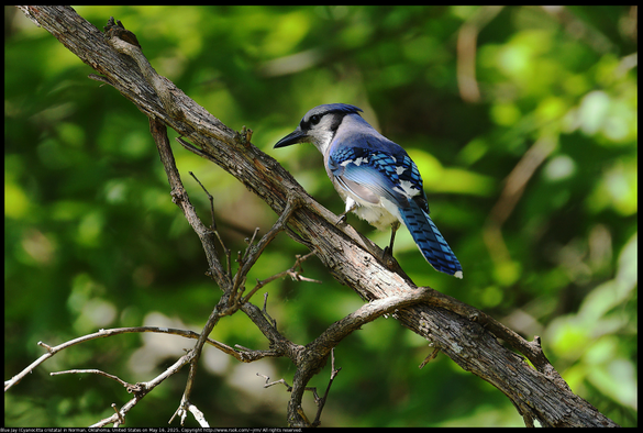 A Blue Jay (Cyanocitta cristata) was standing on a wild grape vine with crest lowered looking back at me as I made the photograph in Norman, Oklahoma, United States on May 16, 2025.