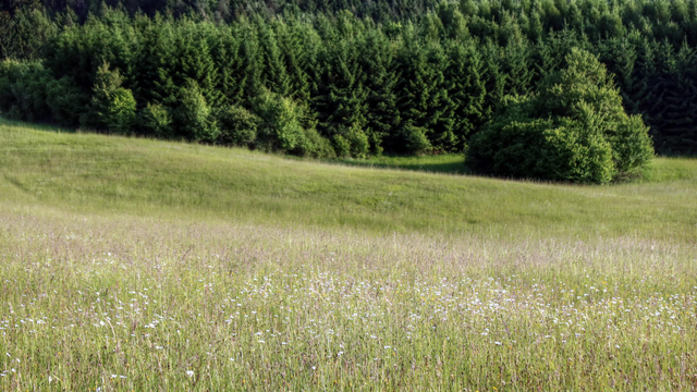 Photo of a large meadow with tall grass and many wild flowers at the edge of a thick green forest in the background.