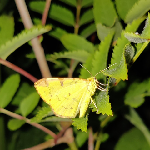 A yellow moth with wings folded upright sitting on some green leaves
