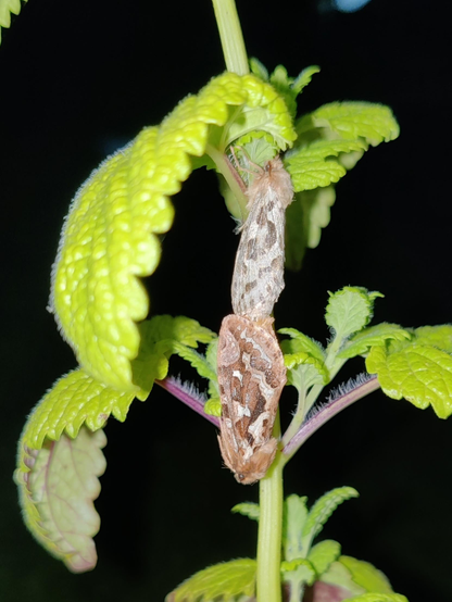 Two brown moths, fluffy heads, and wings folded back against their bodies, coupled in a mating position on a wild mint plant