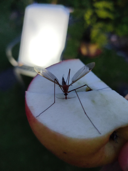 A daddy long legs with only 4 legs and with feelers making a funny moustache shape on an apple nibbling away in the dark