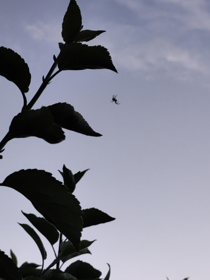 Silhouette of a spider and an apple tree. You can't see the web, and perspective leaves you wondering if it's a tiny spider between the leaves, or a huge one descending from the sky above.