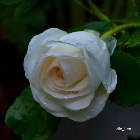 Nach dem Gewitter gestern - after yesterday's thunderstorm
