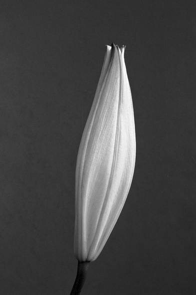 black and white pic of a closed stargazer lily