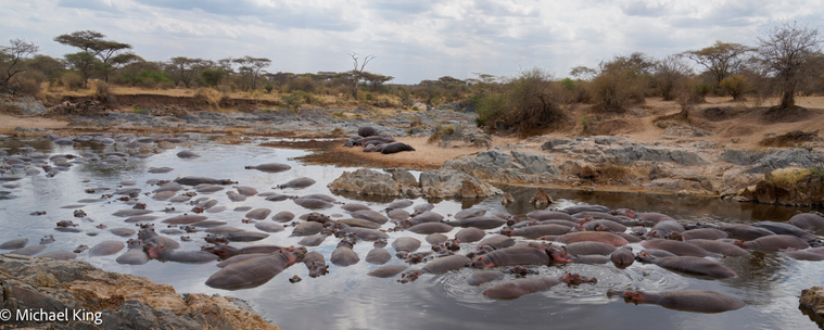 Hippos wallow in the pool