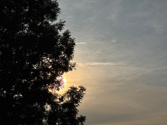 Vom linken Bildrand bis nach rechts über das erste Drittel des Bildes zeigt sich durchgehend die Silhouette einer Baumkrone, hinter der sich die untergehende noch helle Sonne versteckt. In den anderen beiden Dritteln zeigt sich der diesige verschleiert wirkende zart bewölkte Himmel mit einem Hauch nachtblau.