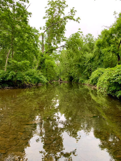 A slow-moving section of a creek runs through the woods. It’s a cloudy day, and the sky is visible through an opening between the dense trees growing on both sides of the creek. The clear water reflects the sky and the surrounding woods, while the rocks on the creek bed are clearly visible.