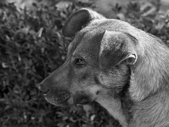 Dog, closeup, black and white, photo