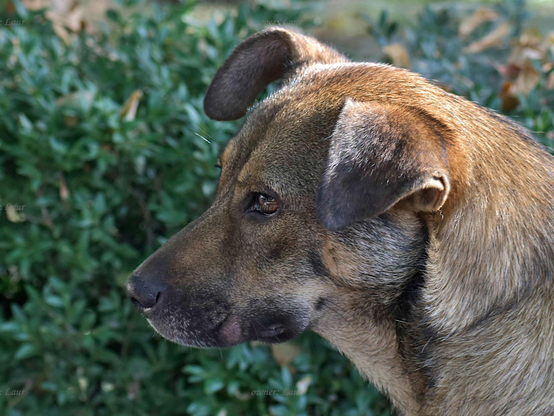 Dog, closeup, color, photo