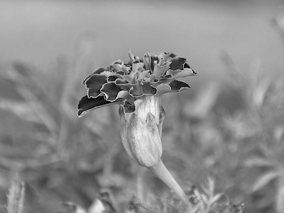 Flower, closeup, black and white, photo