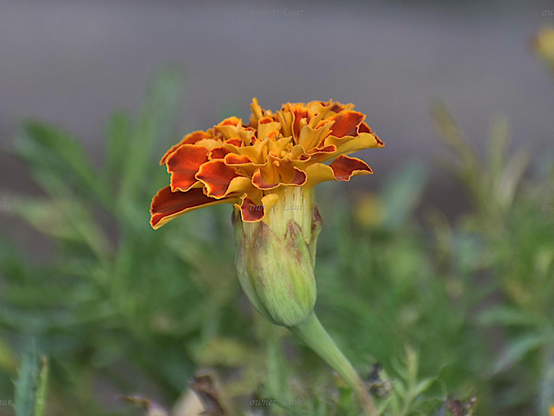 Flower, closeup, color, photo