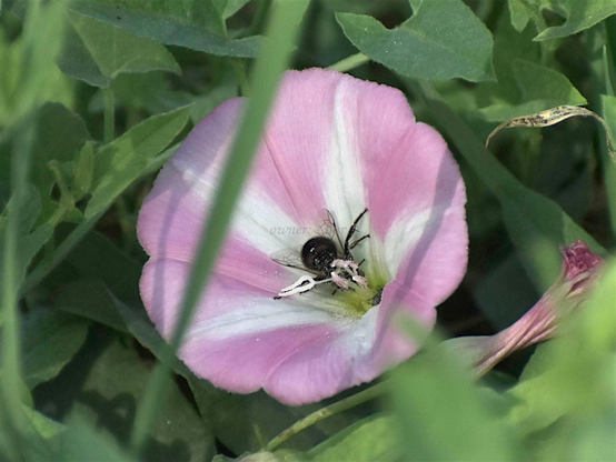 Flower, insect, closeup, color, photo