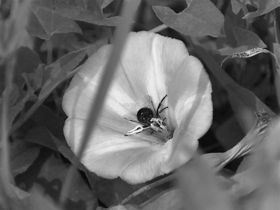 Flower, insect, closeup, black and white, photo