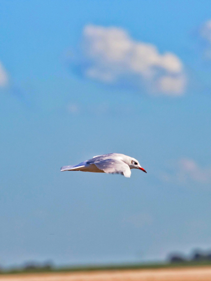 Zu sehen ist eine einzelne Möwe im Flug von der Seite vor blauem Himmel mit unscharfen weißen Wolken und einem Streifen Land im Hintergrund.