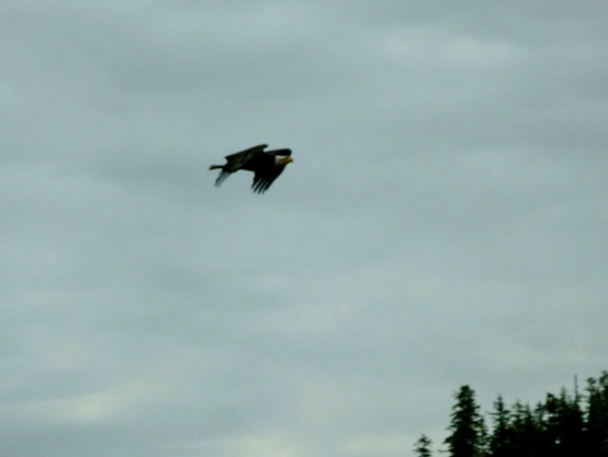 Vor einem grauen, wolkenverhangenem Himmel fliegt ein Seeadler. Rechts unten sind Baumspitzen von Nadelbäumen zu sehen