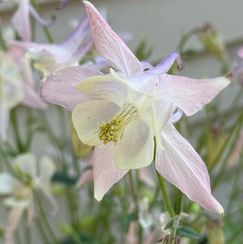 Close-up of a delicate columbine flower with soft pastel petals in shades of pale pink, lavender, and creamy white. The flower’s yellow stamens are prominently visible in the center, and a blurred background of similar blooms adds depth to the image.