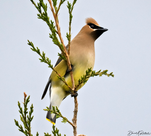 Buffy bird with black mask, yellow belly, and buffy crest, perched in the top of a cedar tree
