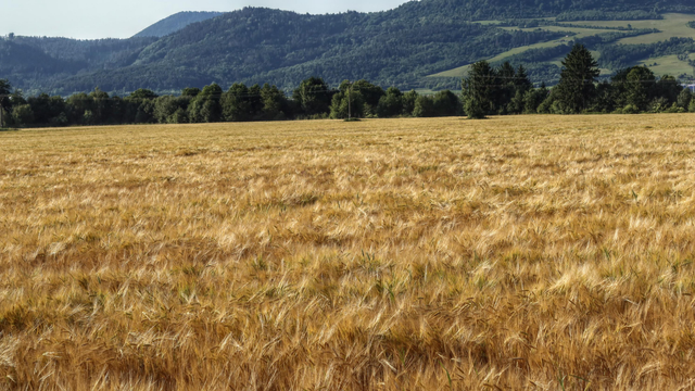 Photo of a field of almost ripe wheat with a green tree-line at the far end and forest-covered hills further away.