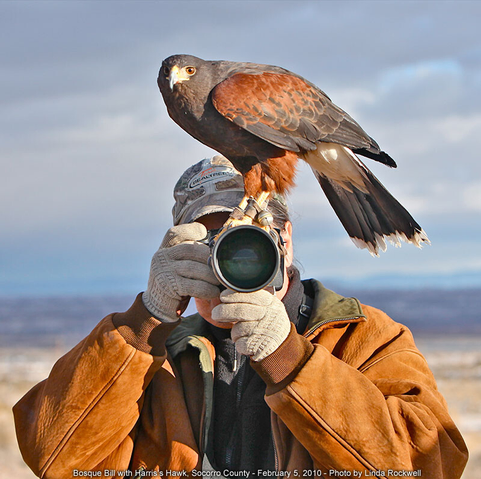 A man wearing a jacket, gloves, and camo hat is pointing his telephoto lens at the camera. On the lens is perched a Harrisis Hawk also looking at the camera.