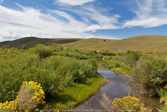 Photo of a small, shallow stream running between low, rounded hills covered only in sere grasses. Stream is bordered by coyote willow, grass, and other shrubs some of which are displaying bright yellow compound blossoms. Blue sky with wispy clouds.
©BosqueBill.com