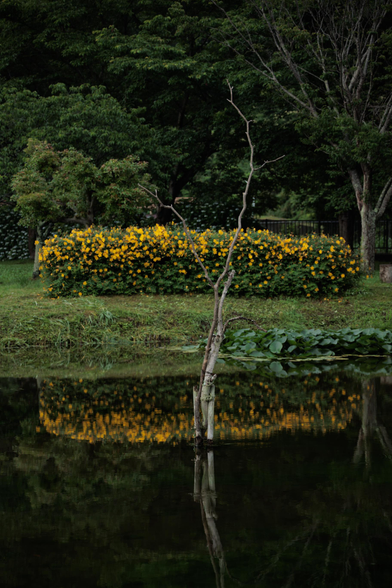 A stark, leafless tree stands by a calm pond, reflecting vibrant yellow flowers and lush greenery in the background.