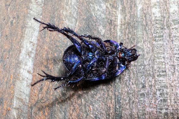 The dark violet and shiny undersides of a dead beetle on its back on a wooden bench.