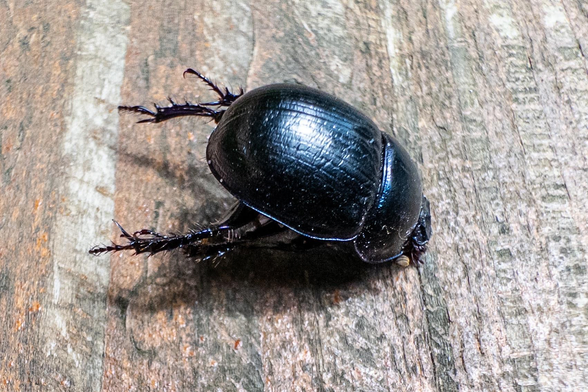 The shiny curved black back of a dead beetle, standing on its legs on a wooden bench.