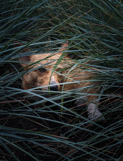 Moxxi the corgi is laying down in a shrub of long grass. She looks like a predator in the jungle, looking for her prey. It has just rained so the scene is dark and wet.