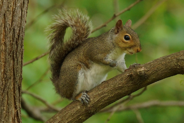 A juvenile Gray Squirrel poses in profile on the thin branch of a locust tree against a backdrop of forest.