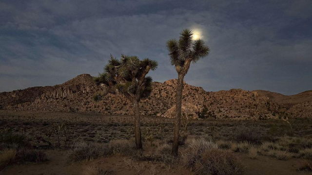 Two joshua trees before dawn centered in empty desert landscape; the moon is shining through clouds between two branches of the tree on the right.
