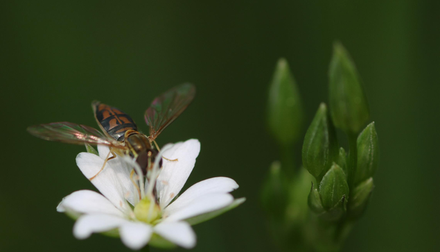 Macro photograph of a margined calligrapher hoverfly (Toxomerus marginatus), with black and orange body and two open iridescent wings, resting on an open white flower of boreal starwort (Stellaria borealis), on the left side of the picture. On the right side are six closed and green flower buds at the end of a stem. These three elements have some zones in focus and others slightly blurred. The background is dark green.