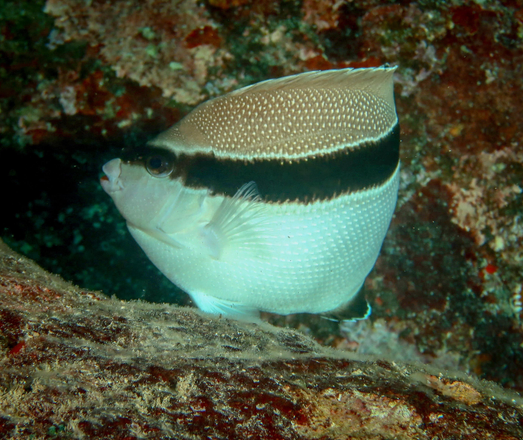 A white fish boldly marked with a black band over its eyes to tail, and colored light brown over its back, pauses at an ocean reef.