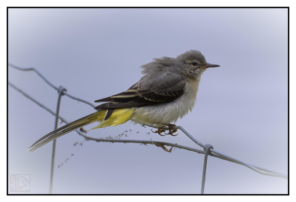 A small bird with grey and yellow plumage is perched on a wire fence. The bird has a slender body, a long tail, and a sharp beak. The background is a soft, blurred blue, making the bird the focal point of the image. The bird's feathers appear slightly ruffled, and its legs grip the wire tightly