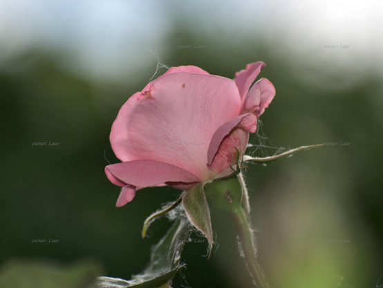 Rose, closeup, color, photo
