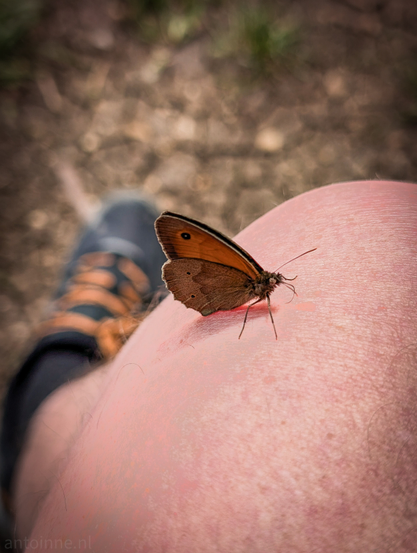 A butterfly perched on a person's knee. The butterfly is a brownish-orange color with dark markings on its wings. Its antennae are visible, curving upwards. In the blurred background, part of a dark-colored shoe with orange accents can be seen, suggesting the person is outdoors, possibly on a trail or unpaved surface, which is also out of focus. The lighting appears natural, highlighting the butterfly's wings. 