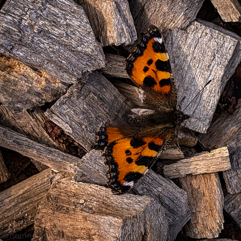 A butterfly with orange and black wings, resting on a bed of wood chips. The wood pieces are in various shades of grey and brown, and they are irregularly shaped and scattered. The butterfly's wings are spread open, revealing intricate patterns of orange with black spots and markings, and a darker border along the edges. 