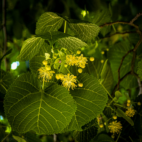 A dimly lit photograph of linden blossoms and leaves. The flowers are a vibrant yellow, standing out against the darker green of the large, heart-shaped leaves, which are prominent in the foreground and midground. The leaves have visible veins and serrated edges. Several clusters of blossoms are visible, with delicate petals and numerous stamens extending outwards. 