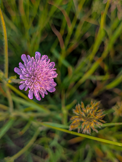 A vibrant purple flower, set against a softly blurred background of green foliage. The flower is in full bloom, with numerous delicate petals forming a rounded, pincushion-like head. To the right and slightly below the main flower, another dried seed head, yellowish-brown in color, is visible, also out of sharp focus. 
