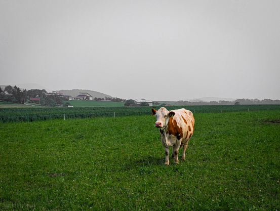 A lone cow stands in a lush green field under a hazy sky. The cow has a distinctive brown-and-white coat pattern and is positioned slightly to the right of centre in the frame, facing the viewer. In the background, a rural landscape unfolds with rolling hills and scattered trees.