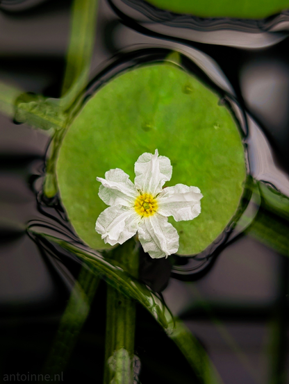 Close-up shot of a delicate white flower with a yellow center, resting on a round, vibrant green lily pad. The lily pad floats on dark, calm water, which reflects some subtle light and creates a soft ripple effect around the edges of the pad. Below the lily pad, slender, dark green stems are visible submerged in the water. 

Aponogeton distachyos, also known as waterblommetjie, Cape-pondweed, water hawthorn and vleikos is an aquatic flowering plant native to South Africa's Western Cape and Mpumalanga provinces. 