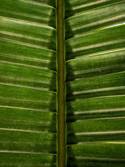 A vibrant green leaf, with a prominent central vein running vertically through the middle, with numerous parallel veins extending horizontally outwards from it. The colors are predominantly shades of green, with lighter greens where the light catches the surface and slightly darker greens in the more shaded areas. 
