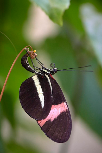 A delicate butterfly, robed in midnight-black wings traced with slender white ribbons, suspends itself from a slender green stem. Its wings fall like soft velvet curtains, while its delicate body curves upward, placing a single yellow egg - a quiet promise of life to come. Behind this tender moment, the world dissolves into a watercolor haze of greens, evoking the hush of dawn and the poetry of new beginnings.
