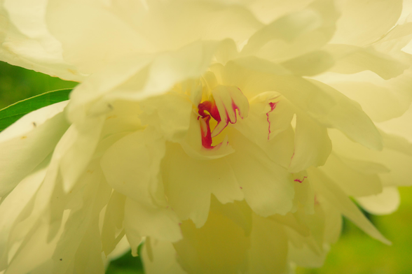 This photograph captures a close-up view of a pale yellow peony in bloom, with its soft, layered petals creating a creamy, luminous texture. In the center, streaks of vivid magenta emerge from within the folds, adding a sharp contrast to the otherwise muted palette. A hint of green leaf peeks through on the left edge, grounding the frame in its natural setting.