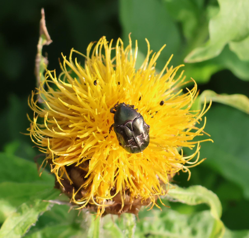 Eine gelbe Blüte mit einem großen Käfer.
Matzework 