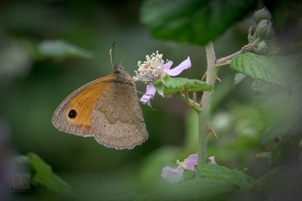 a small brown and orange butterfly